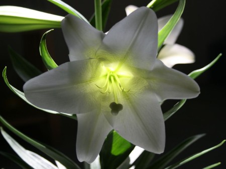 Easter Lily