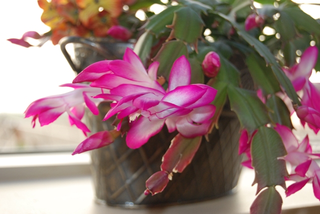 hot pink Christmas Cactus