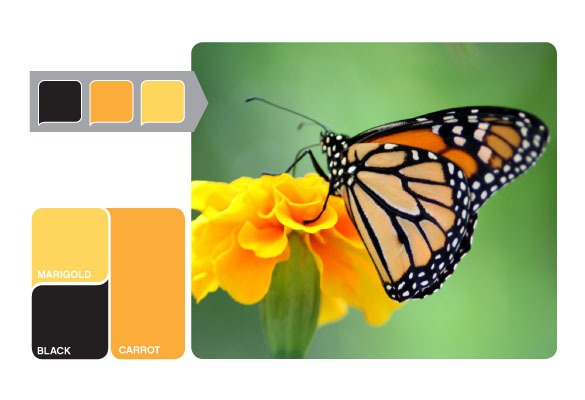 butterfly color inspiration