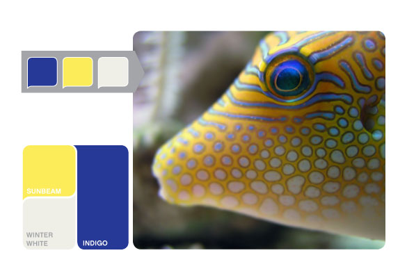 fish color inspiration